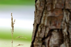 small is new big cc licensed image shared by flikr user pulihora